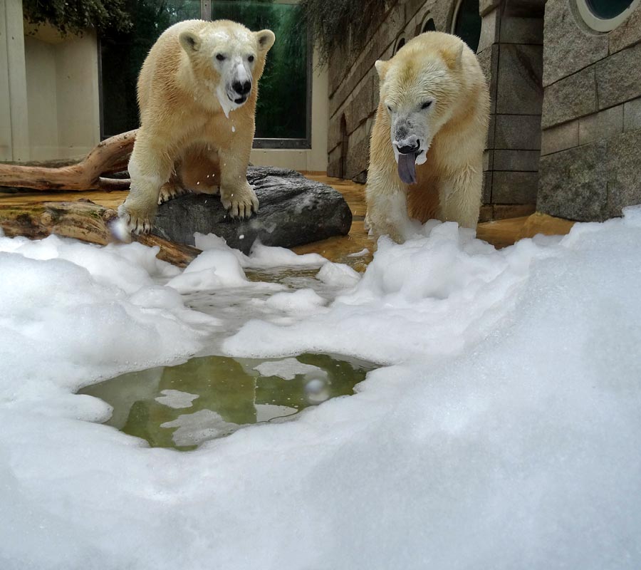 Eisbärin ANORI und Eisbär LUKA im Wuppertaler Zoo am 22. März 2015