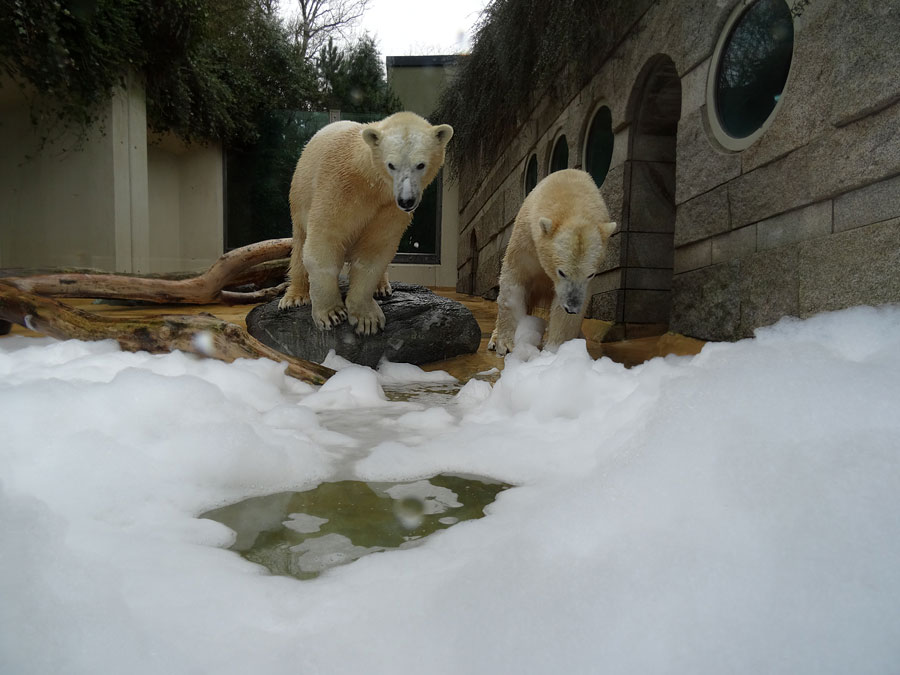 Eisbärin ANORI und Eisbär LUKA im Zoo Wuppertal am 22. März 2015