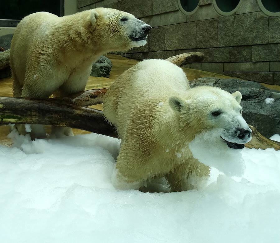 Eisbär LUKA und Eisbärin ANORI im Zoologischen Garten Wuppertal am 22. März 2015