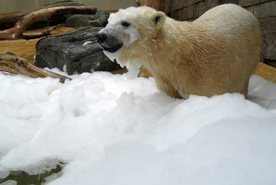 Eisbärin ANORI im Wuppertaler Zoo am 22. März 2015