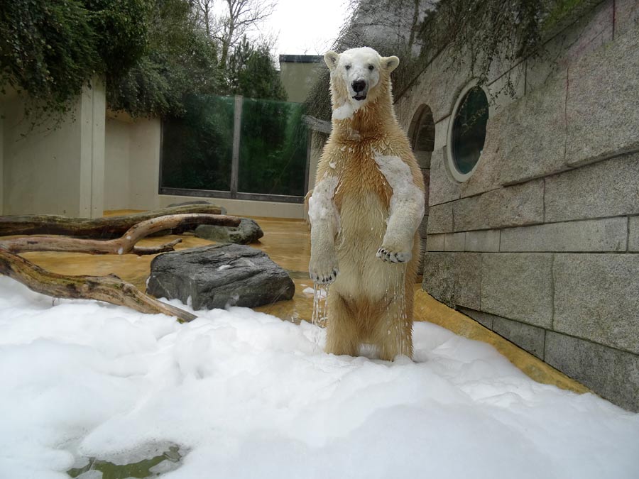Eisbärin ANORI im Zoo Wuppertal am 22. März 2015