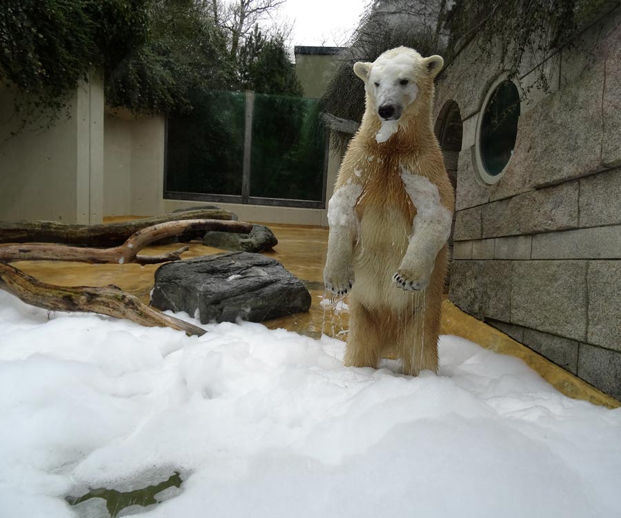 Eisbärin ANORI im Grünen Zoo Wuppertal am 22. März 2015