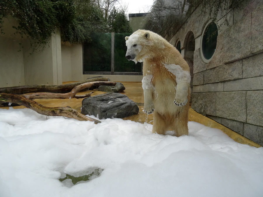 Eisbärin ANORI im Zoo Wuppertal am 22. März 2015