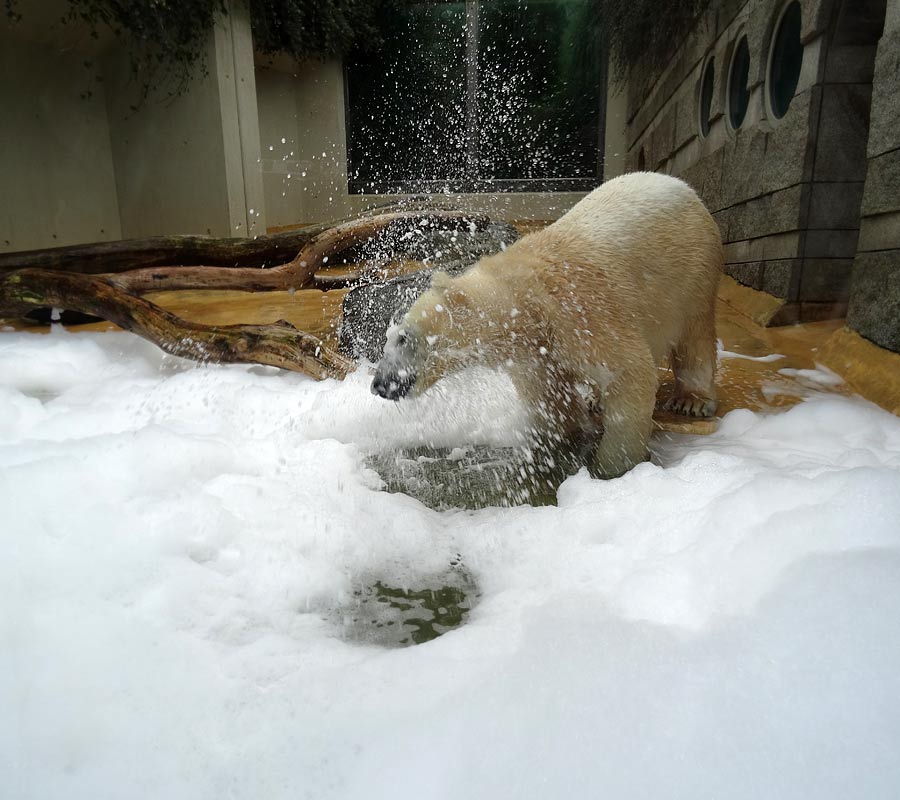 Eisbärin ANORI im Zoologischen Garten Wuppertal am 22. März 2015
