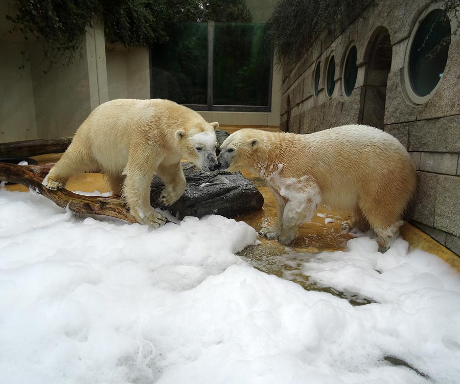 Eisbär LUKA und Eisbärin ANORI im Wuppertaler Zoo am 22. März 2015