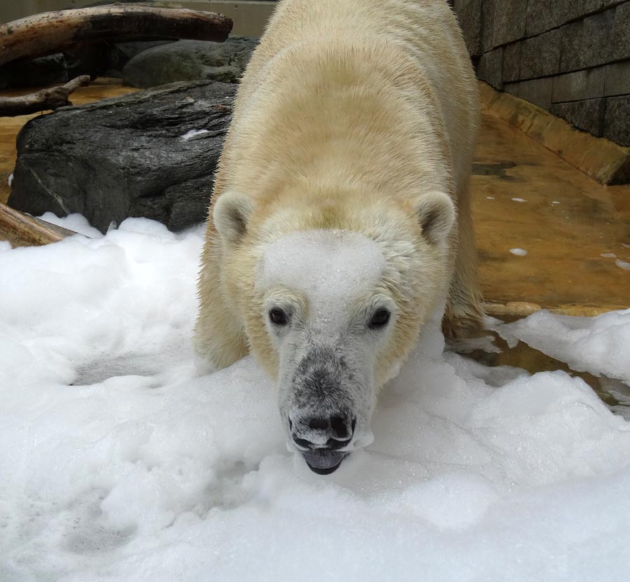 Eisbär LUKA im Zoologischen Garten Wuppertal am 22. März 2015