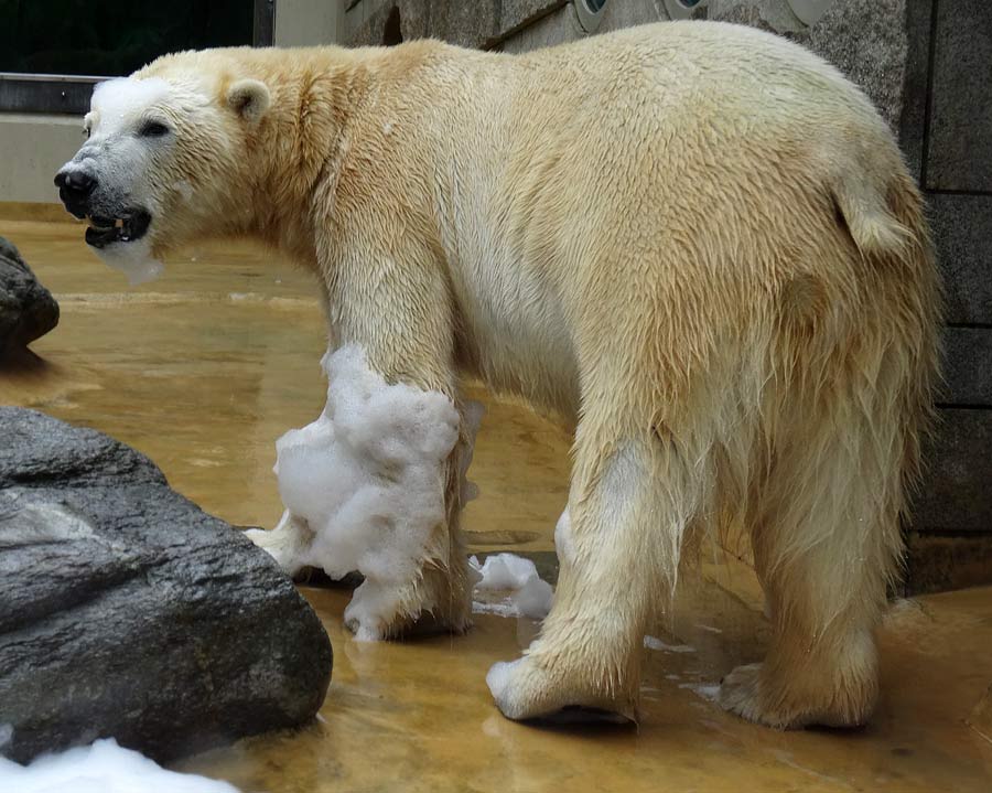 Eisbär LUKA im Wuppertaler Zoo am 22. März 2015