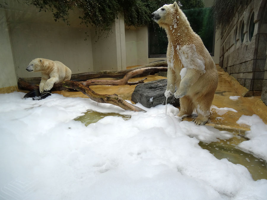 Eisbär LUKA und Eisbärin ANORI im Zoo Wuppertal am 22. März 2015