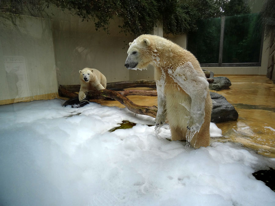 Eisbär LUKA und Eisbärin ANORI im Wuppertaler Zoo am 22. März 2015