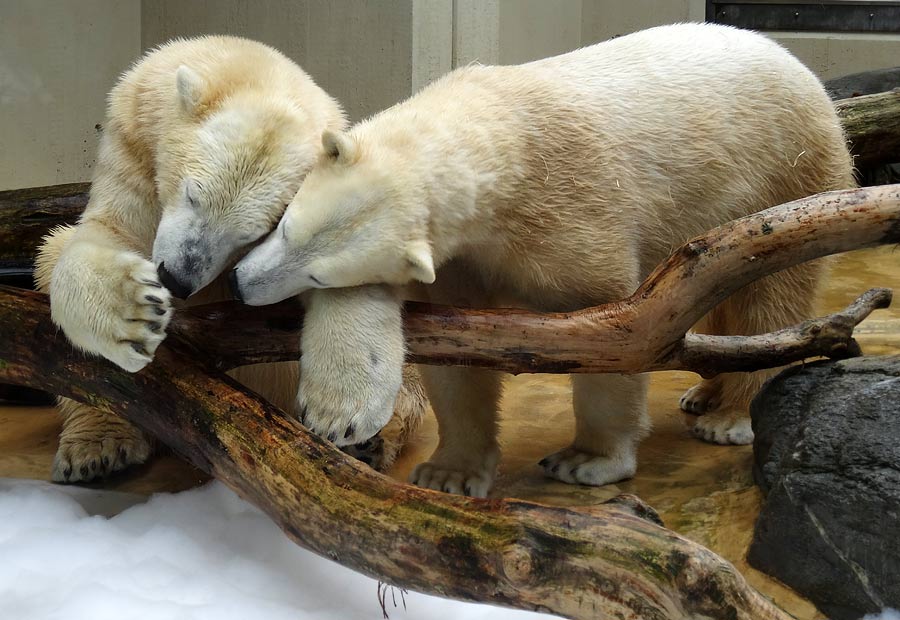 Eisbär LUKA und Eisbärin ANORI im Zoo Wuppertal am 22. März 2015