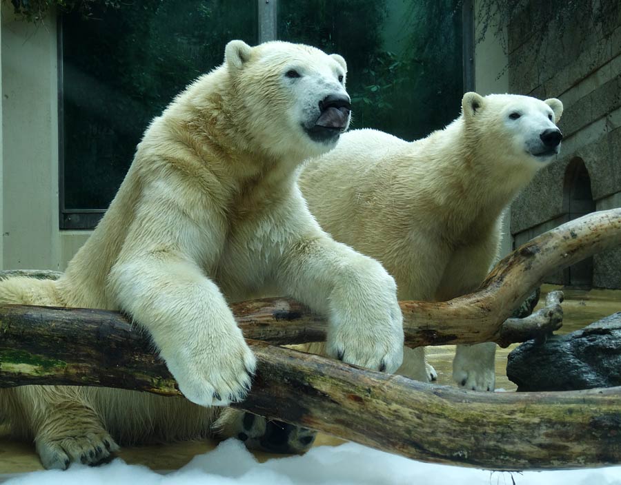 Eisbär LUKA und Eisbärin ANORI im Zoologischen Garten Wuppertal am 22. März 2015