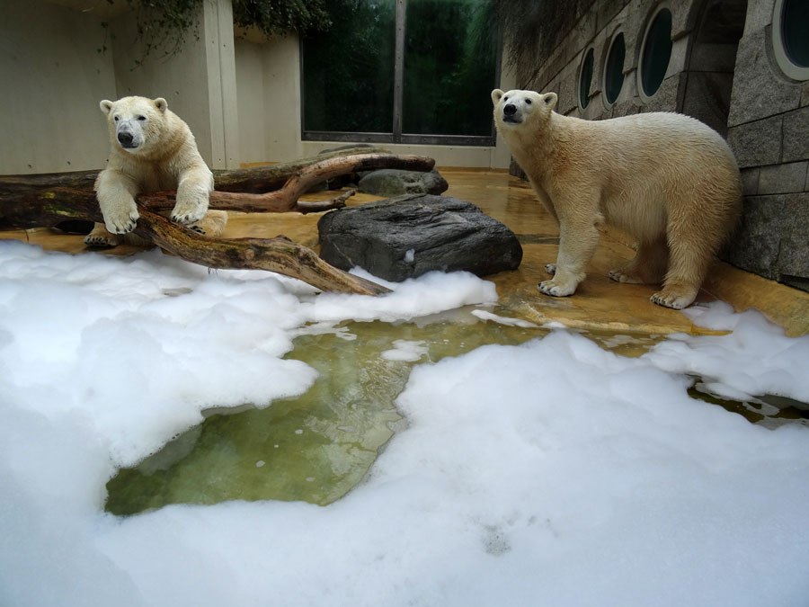 Eisbär LUKA und Eisbärin ANORI im Grünen Zoo Wuppertal am 22. März 2015