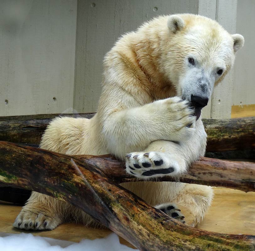 Eisbär LUKA im Zoo Wuppertal am 22. März 2015