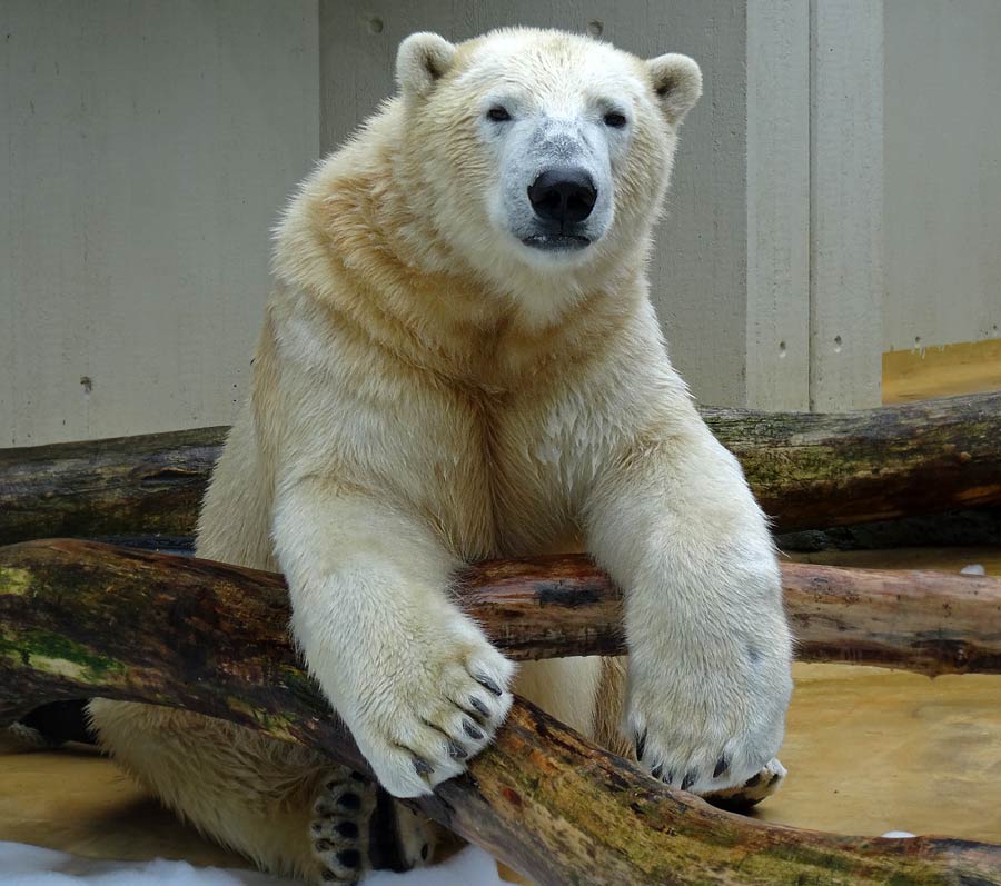 Eisbär LUKA im Grünen Zoo Wuppertal am 22. März 2015