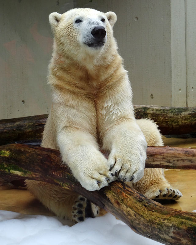 Eisbär LUKA im Wuppertaler Zoo am 22. März 2015