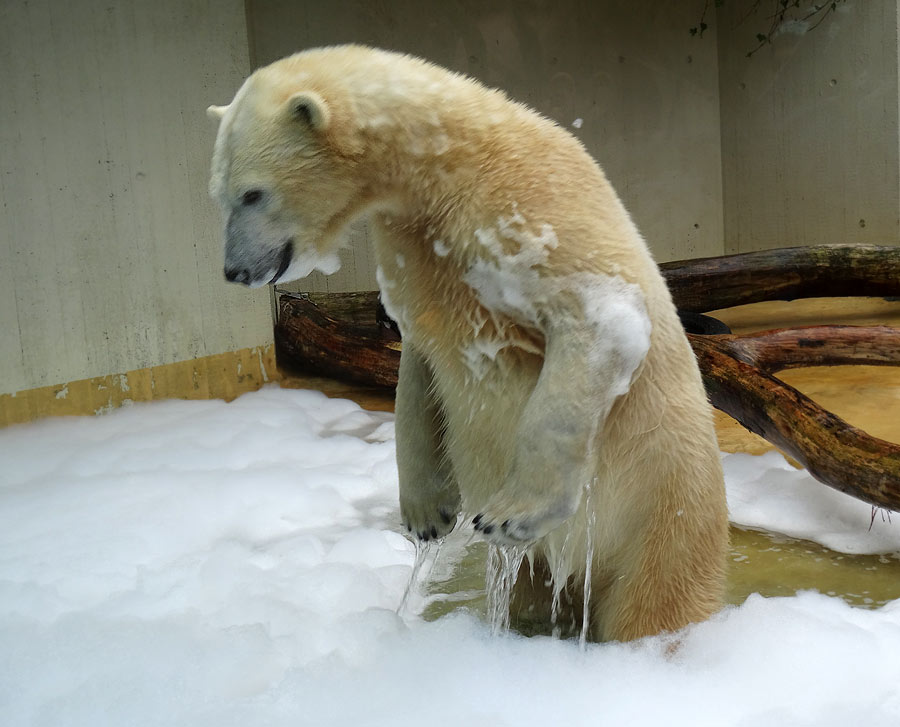 Eisbärin ANORI im Wuppertaler Zoo am 22. März 2015