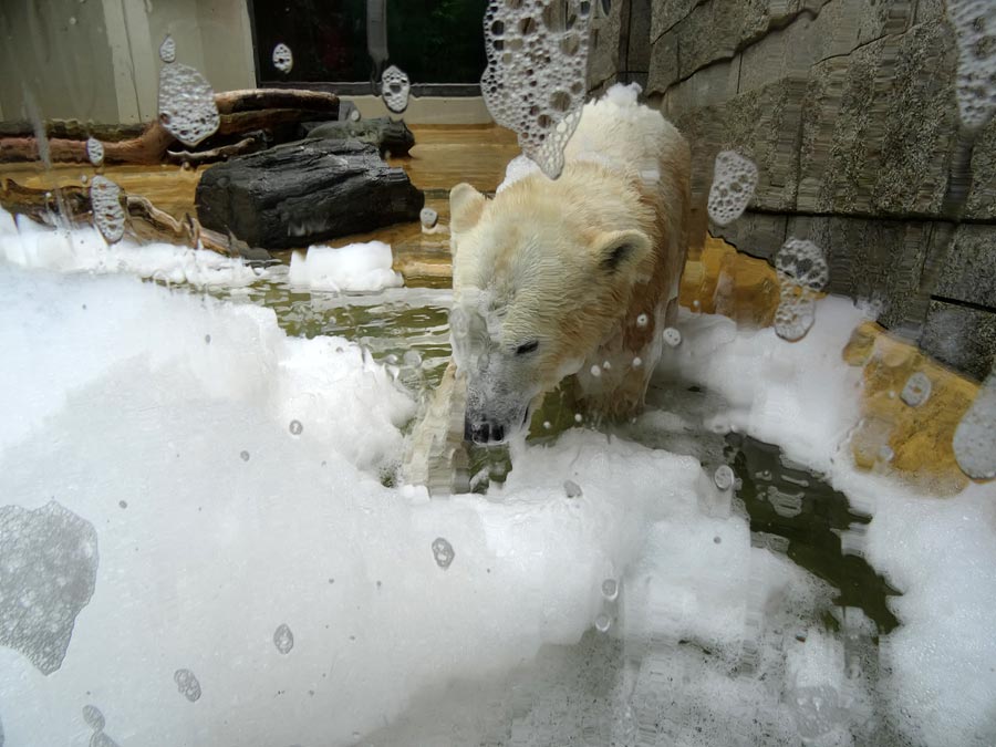 Eisbärin ANORI im Zoologischen Garten Wuppertal am 22. März 2015