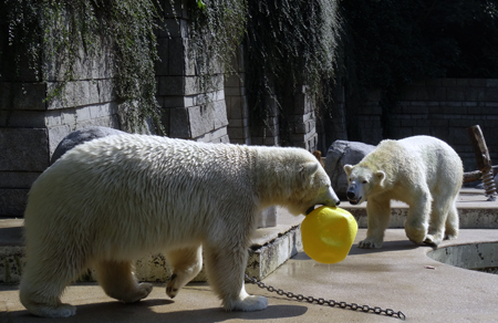 Eisbärin Anori und Eisbär Luka im Zoologischen Garten Wuppertal