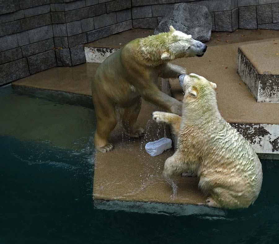 Eisbär LUKA und Eisbärin ANORI im Zoo Wuppertal am 10. Oktober 2015