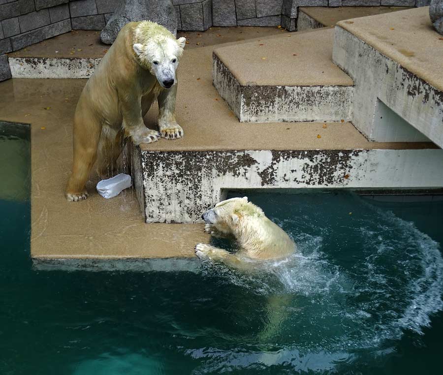 Eisbär LUKA und Eisbärin ANORI im Grünen Zoo Wuppertal am 10. Oktober 2015