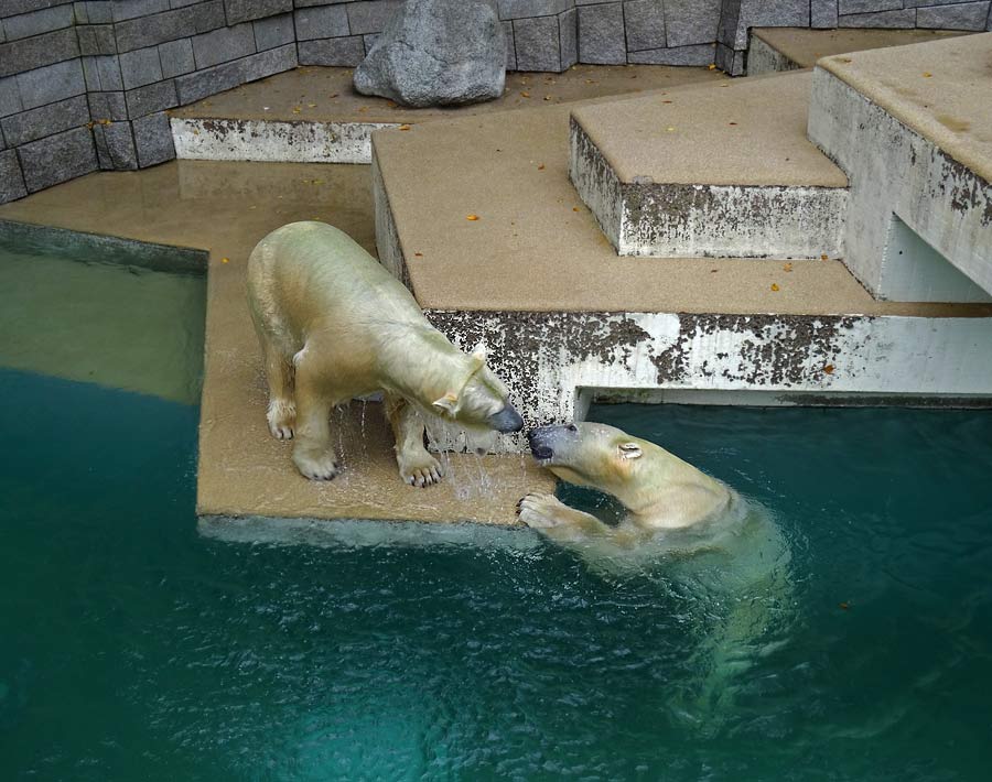 Eisbärin ANORI und Eisbär LUKA im Grünen Zoo Wuppertal am 10. Oktober 2015