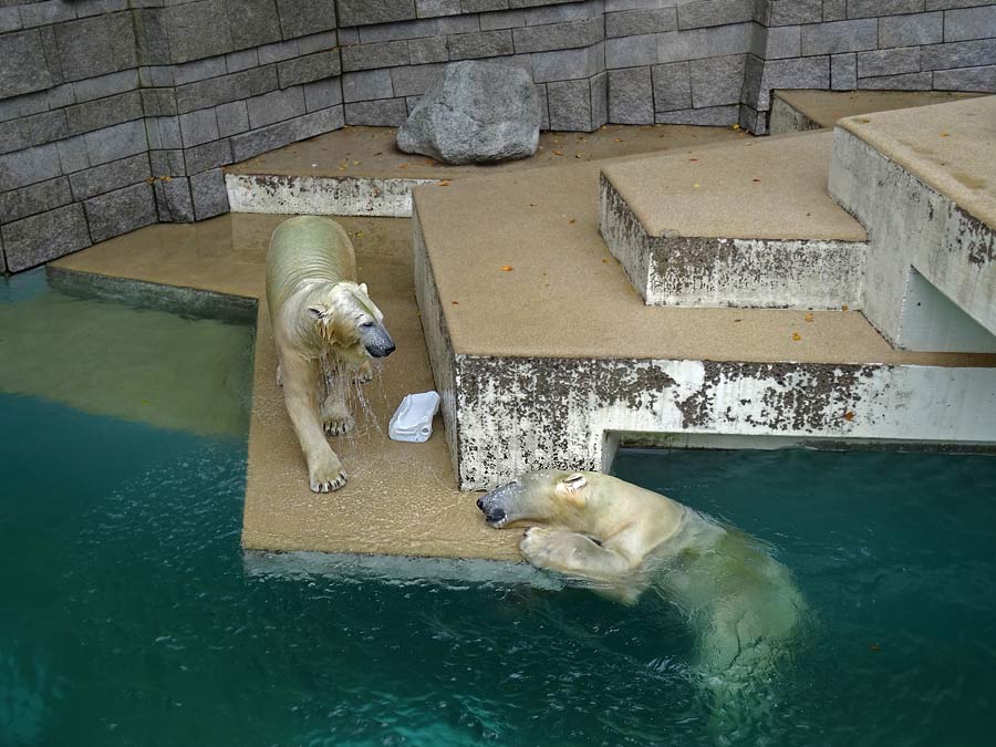Eisbärin ANORI und Eisbär LUKA im Wuppertaler Zoo am 10. Oktober 2015