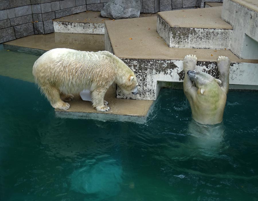 Eisbärin ANORI und Eisbär LUKA im Grünen Zoo Wuppertal am 10. Oktober 2015