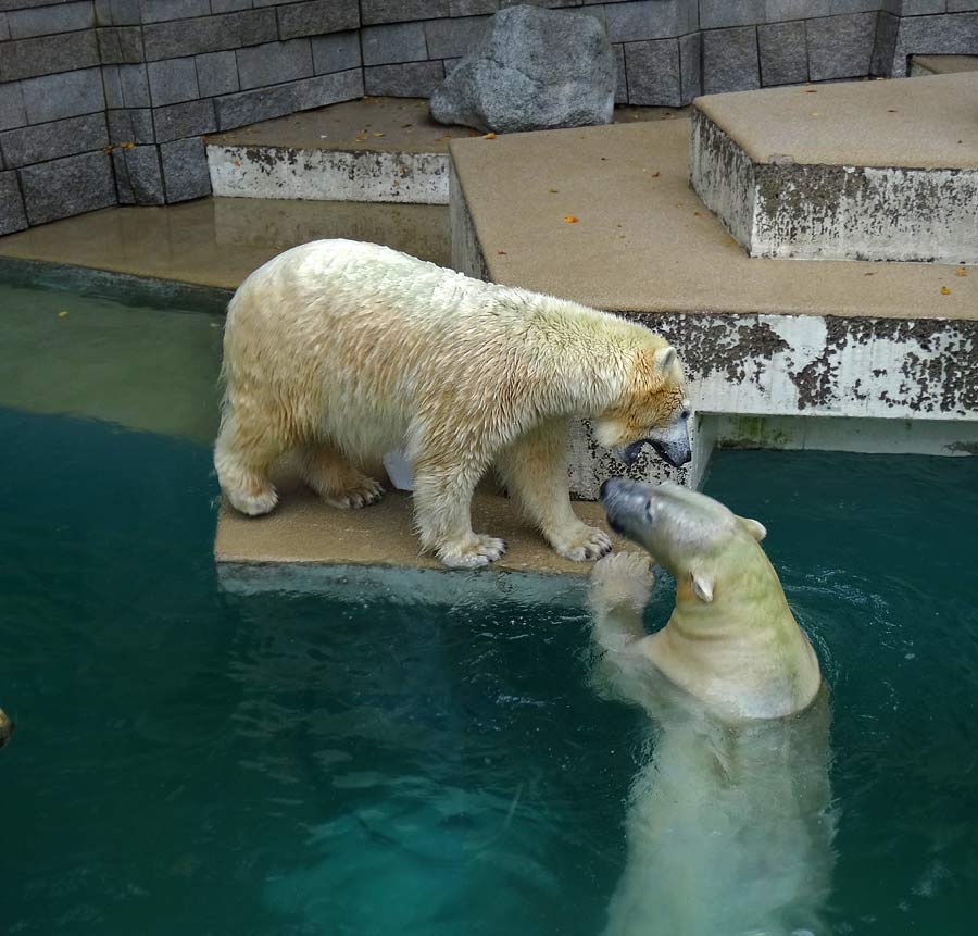 Eisbärin ANORI und Eisbär LUKA im Zoo Wuppertal am 10. Oktober 2015