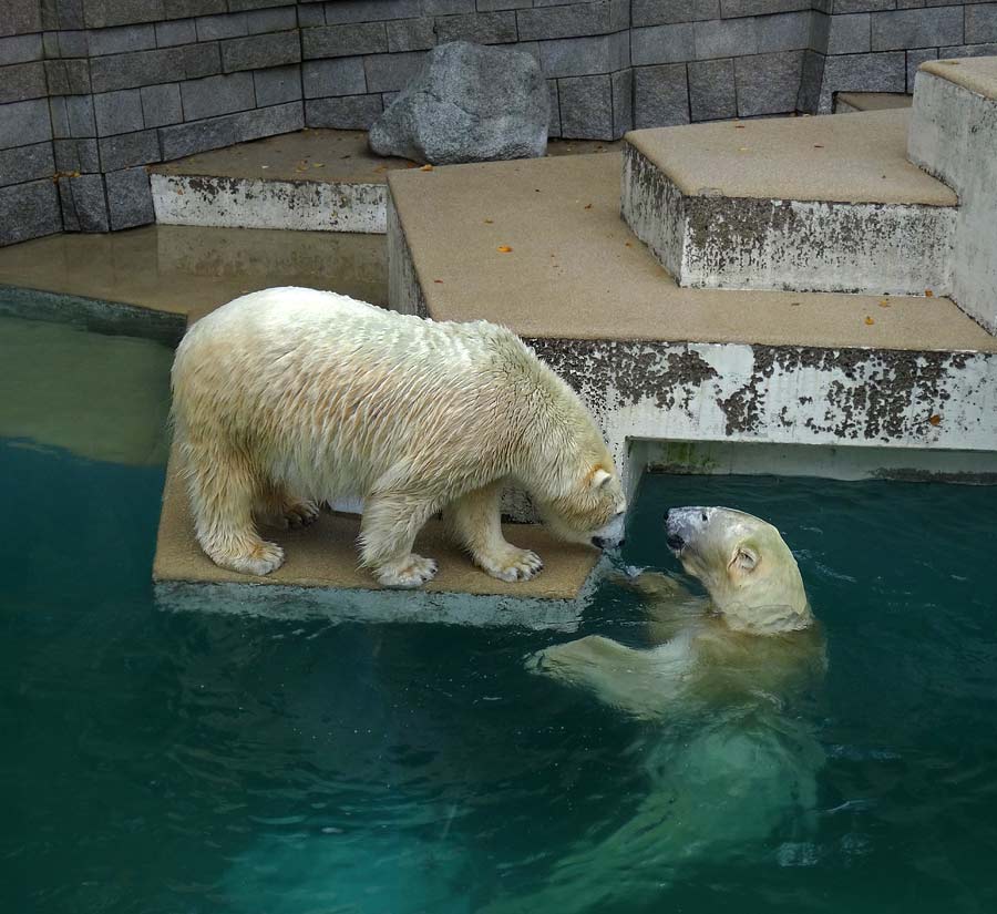Eisbärin ANORI und Eisbär LUKA im Zoologischen Garten Wuppertal am 10. Oktober 2015