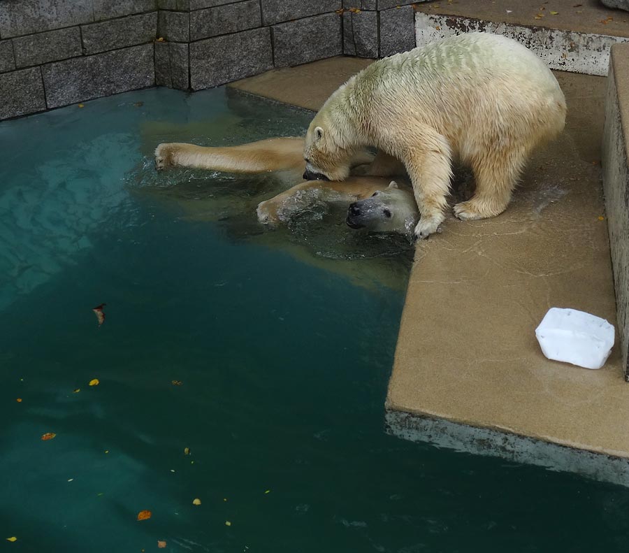 Eisbär LUKA und Eisbärin ANORI im Wuppertaler Zoo am 10. Oktober 2015