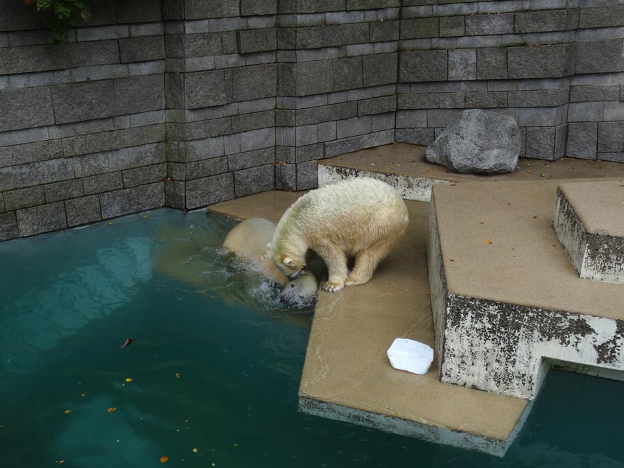Eisbär LUKA und Eisbärin ANORI im Zoo Wuppertal am 10. Oktober 2015