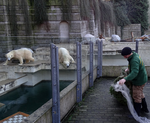 Eisbär LUKA und Eisbärin ANORI beobachteten einen Tierpfleger mit Weihnachtsbaum am 26. Dezember 2015 im Zoo Wuppertal