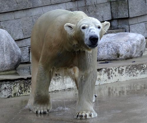 Eisbär LUKA am 26. Dezember 2015 im Wuppertaler Zoo