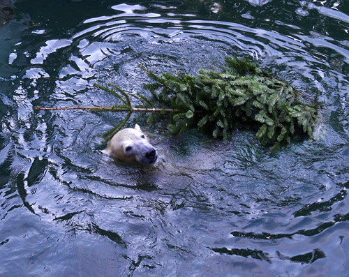 Eisbärin "Anori" mit Weihnachtsbaum am 26. Dezember 2015 im Grünen Zoo Wuppertal