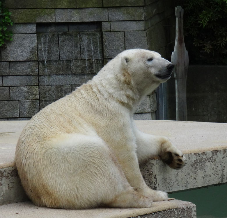 Eisbär Luka am 4. Juni 2016 auf der großen Freianlage für Eisbären im Grünen Zoo Wuppertal