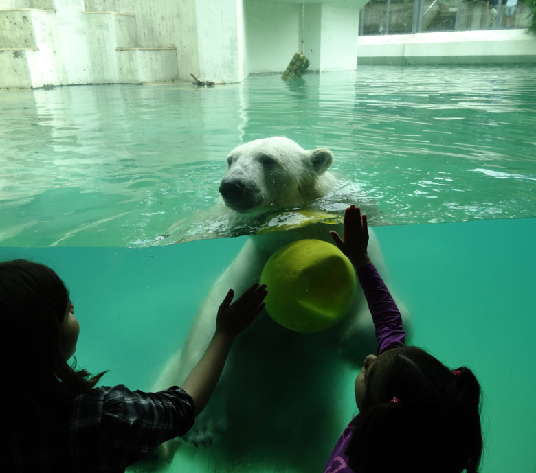 Eisbärin Anori am 4. Juni 2016 mit Ball im Wasser der großen Freianlage für Eisbären im Zoologischen Garten der Stadt Wuppertal