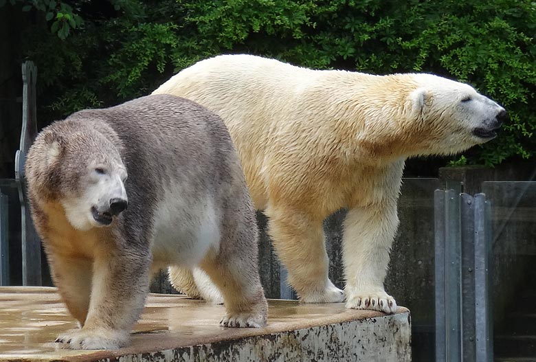 Braune Eisbärin Anori und Eisbär Luka am 2. Juli 2016 auf der großen Außenanlage für Eisbären im Zoologischen Garten Wuppertal
