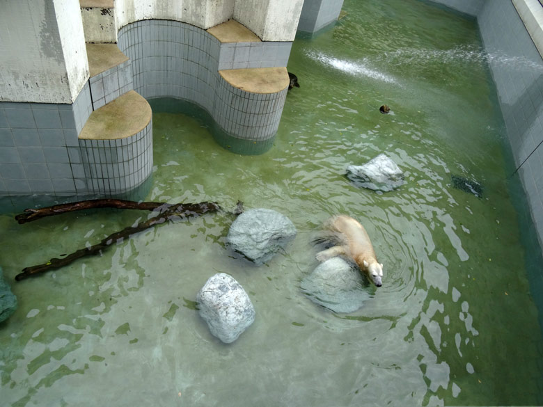 Eisbärin Anori am 4. August 2016 bei Niedrigwasser im Wasserbecken der großen Außenanlage der Eisbären im Zoologischen Garten der Stadt Wuppertal