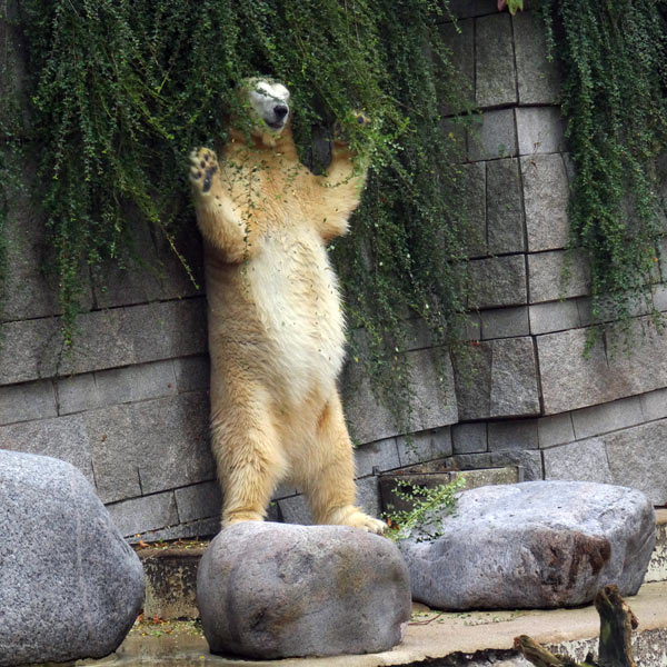 Eisbärin ANORI am 4August 2016 im Wuppertaler Zoo