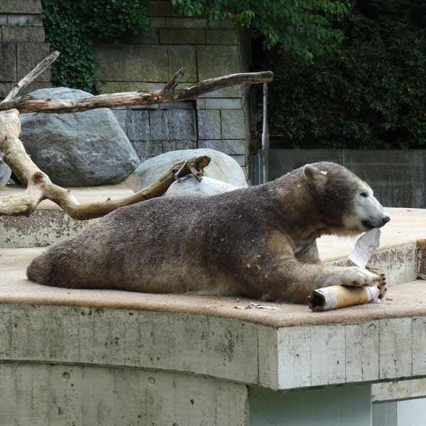 Eisbärin ANORI am 20. August 2016 im Wuppertaler Zoo