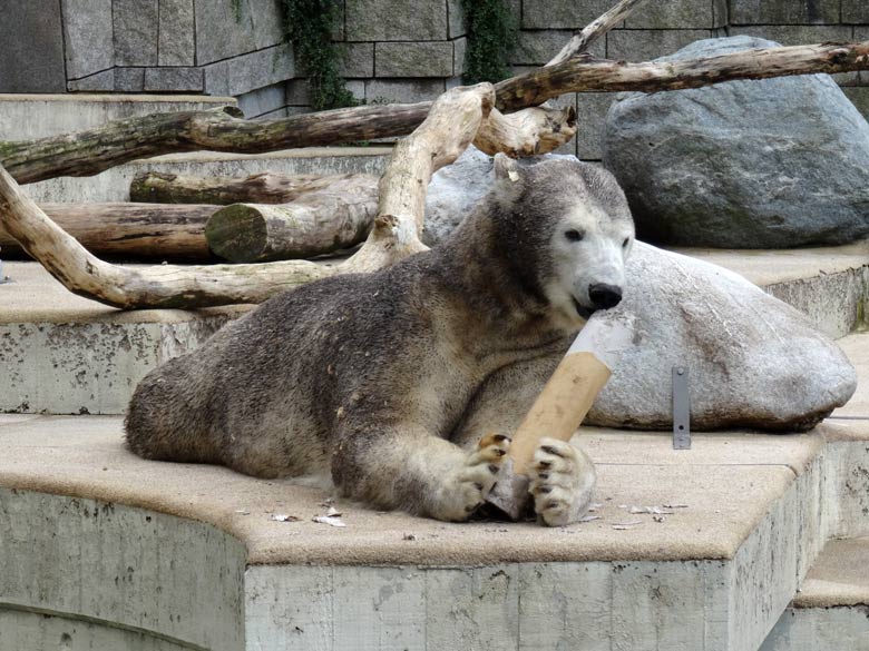 Braun eingefärbte Eisbärin "Anori" am 20. August 2016 auf der großen Außenanlage für Eisbären im Grünen Zoo Wuppertal
