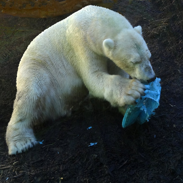 Eisbär LUKA am 24. August 2016 im Wuppertaler Zoo