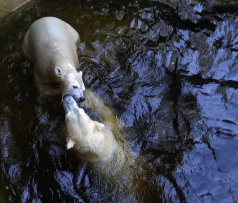 Eisbärin Anori und Eisbär Luka am 27. August 2016 im Zoologischen Garten der Stadt Wuppertal