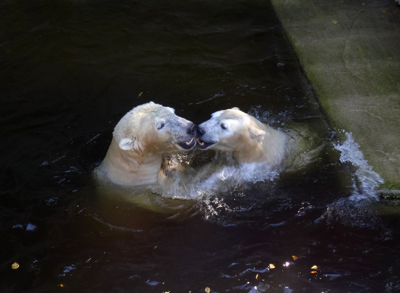 Eisbär Luka und Eisbärin Anori am 27. August 2016 im Grünen Zoo Wuppertal