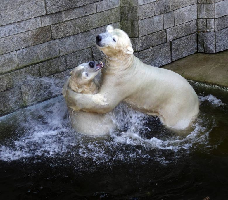 Eisbärin ANORI und Eisbär LUKA am 27. August 2016 im Wasser der großen Freianlage im Grünen Zoo Wuppertal