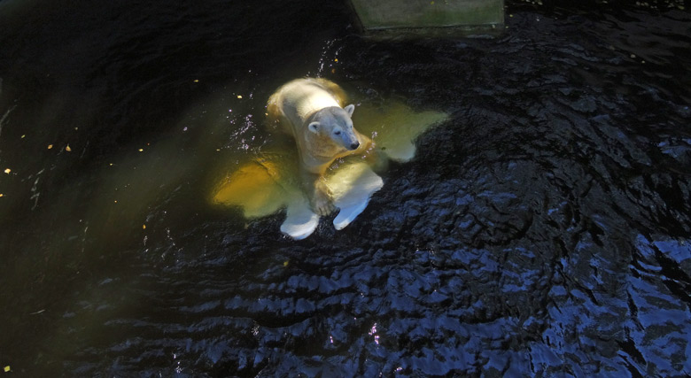 Eisbärin Anori am 27. August 2016 im Zoologischen Garten der Stadt Wuppertal