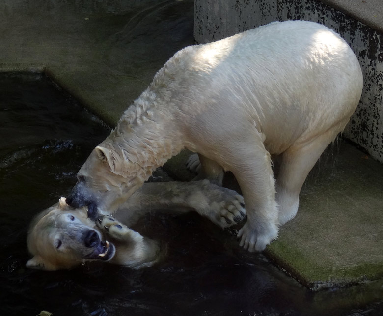 Eisbär LUKA und Eisbärin ANORI am 27. August 2016 im Wasser der großen Freianlage im Zoologischen Garten der Stadt Wuppertal