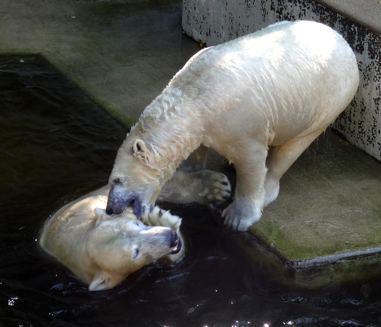 Eisbär Luka und Eisbärin Anori am 27. August 2016 im Wuppertaler Zoo