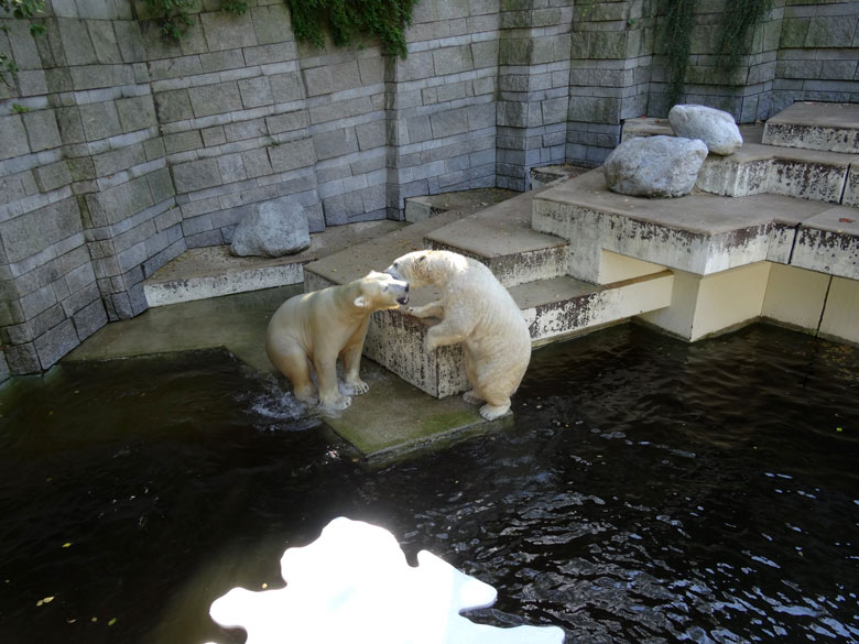 Eisbär LUKA und Eisbärin ANORI am dunklen Wasser am 3. September 2016 auf der großen Freianlage für Eisbären im Grünen Zoo Wuppertal