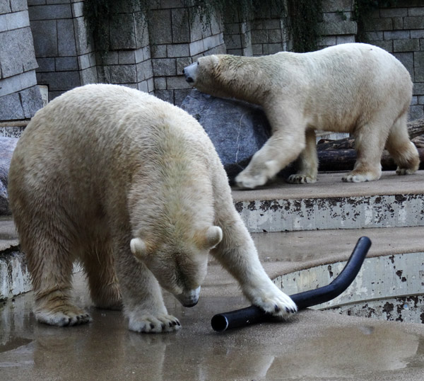 Eisbärin ANORI mit Schlauch und Eisbär LUKA am 24. September 2016 im Wuppertaler Zoo